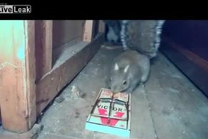 Белка попалась в мышеловку