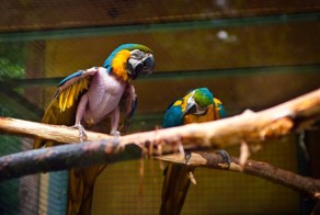 Эксгибиционист