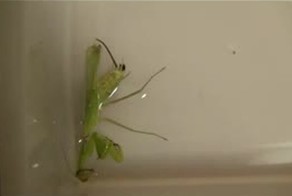 Огромный паразит в теле богомола