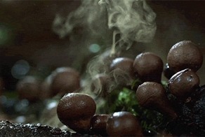 Гриб-дождевик