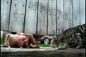 Настоящий боевой кот