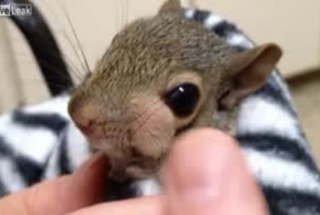 Маленькая белочка на приеме у врача