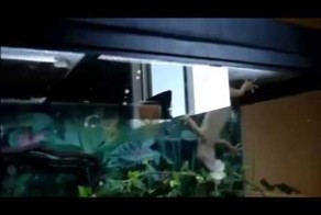 Ящерица с хорошей реакцией