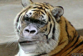 Невиданные животные