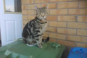 Кот выжил после жестокого нападения