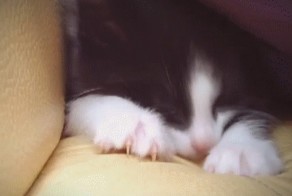 Очень милый котик