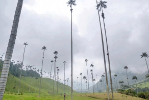  Кокора – долина уникальных пальм