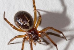 Старик больше года пролежал в больнице после укуса стеатоды