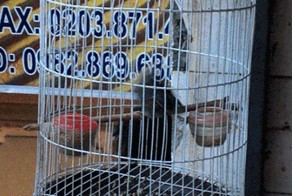 Подготовка к чемпионату по паркуру