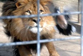  Голубя занесло в клетку со львом