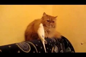 Дерзкий попугай достает кошку