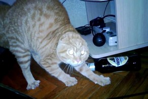 Напугали Кота Букетом Цветов