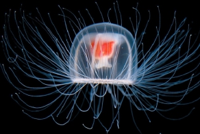 Медуза Turritopsis Nutricula – единственное на Земле бессмертное сущес