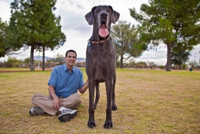 В США умерла огромная собака по кличке Гигантский Джордж