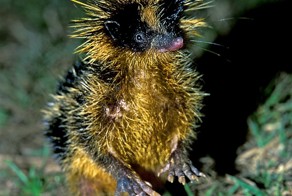 Удивительный зверёк — полосатый тенрек