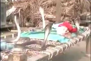 Удивительное видео на котором 4 кобры сторожат маленького спящего ребе