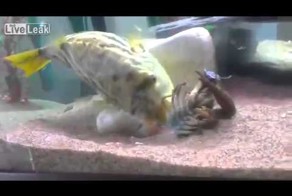 Месть рыбки. 