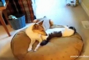 Пшел вон, я тут главный