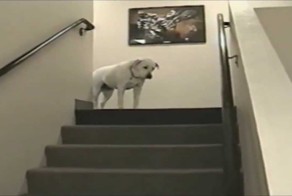 Умный ленивый пес