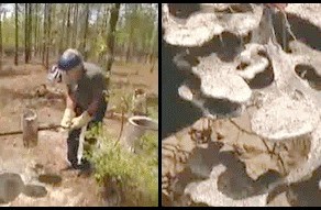 Муравейник изнутри