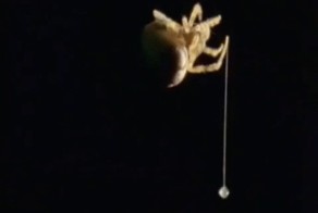 Паук Болас - изобретательный охотник