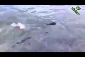 Смешной но верный друг