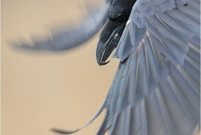 Фото прикол