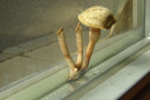  Грибы в стеклопакете