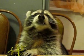 Енот чавкает виноград