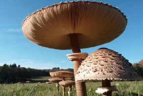 Фотоприкол недели