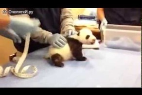 Вы когда-то слышали крик панды ?