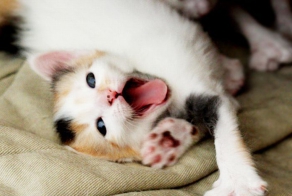 Котопозитив :)