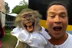 Две обезьяны. 