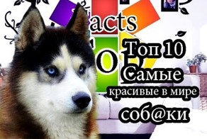 Топ 10 - Самые красивые собаки в мире