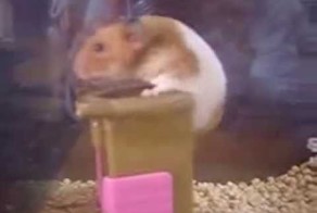 Умный хомяк