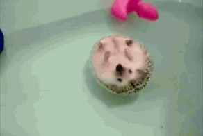 Ежик плавает