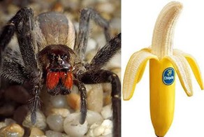 Незваные гости в связке бананов