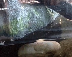 Скат