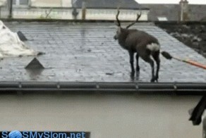 Олень, который живет на крыше