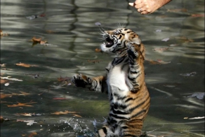 Первый заплыв трехмесячных тигрят
