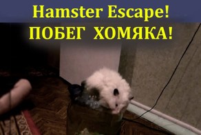 Побег хомяка!