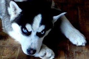 Хаски знакомится с кошкой