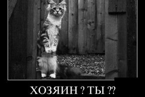 Демотиватор