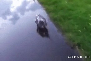 Мама - опоссум со своими детёнышами 