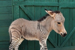 Малыш Иппо - первый в мире зебросел!