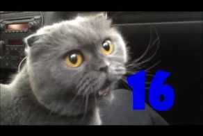 Смешные кошки. Выпуск #16 и Выпуск #15 
