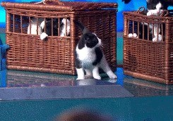 Шоу кошек