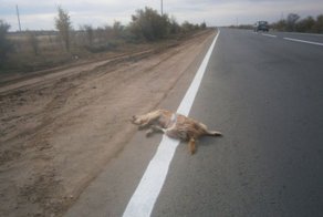 Рабочие нанесли дорожную разметку на труп собаки