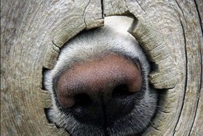 Бесплатно фото