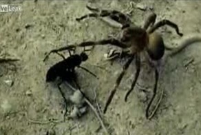 Дорожная оса против паука-солдата: смертельная битва